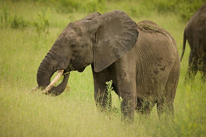 Full-Day 4x4 Safari to Mikumi National Park from Zanzibar — Day-Trip Wildlife Adventure photo 4