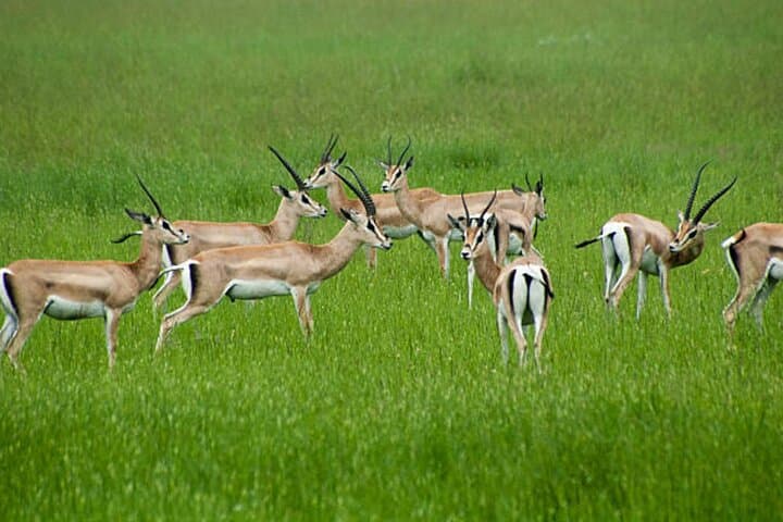 Full-Day 4x4 Safari to Mikumi National Park from Zanzibar — Day-Trip Wildlife Adventure photo 6