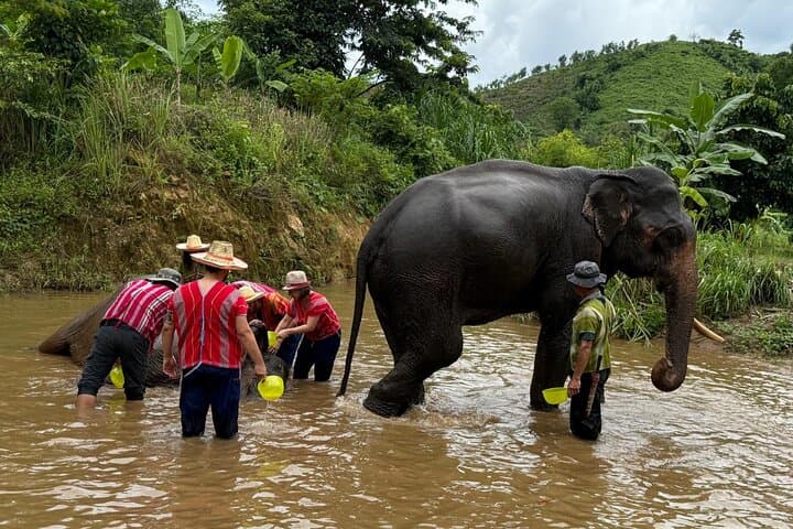 Elephant Care & Bathing at Chiang Rai Sanctuary — Ethical Encounter and River Bath photo 3