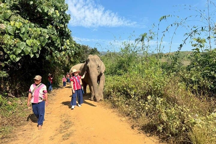 Elephant Care & Bathing at Chiang Rai Sanctuary — Ethical Encounter and River Bath