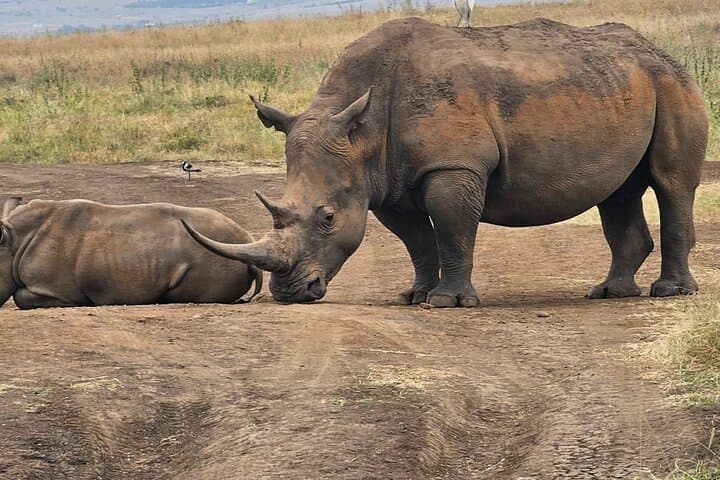 Nairobi National Park Half-Day Safari: Wild Game Drive on the City’s Edge photo 4