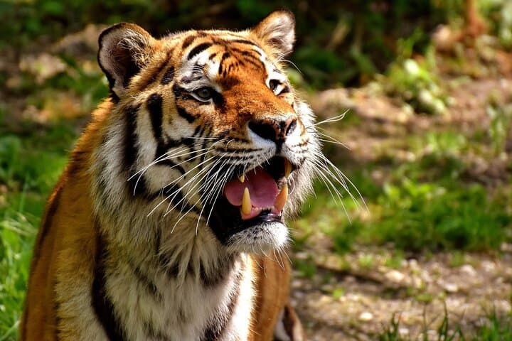 2-Day Private Ranthambhore Tiger Safari from Jaipur