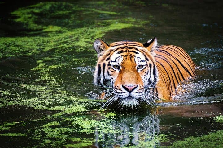 2-Day Private Ranthambhore Tiger Safari from Jaipur photo 2