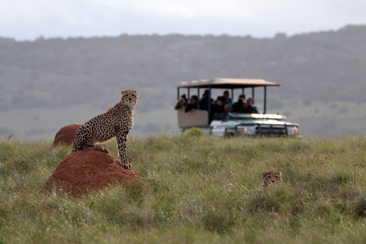 Half-Day Big Five Safari at Amakhala Game Reserve from Gqeberha