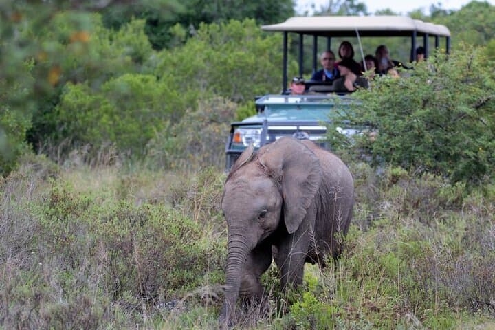 Half-Day Big Five Safari at Amakhala Game Reserve from Gqeberha photo 2