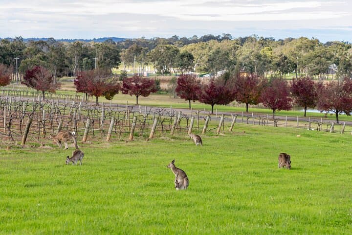 Hunter Valley All-Inclusive Boutique Wine Tour from Sydney — Small-Group Luxury Tasting photo 2