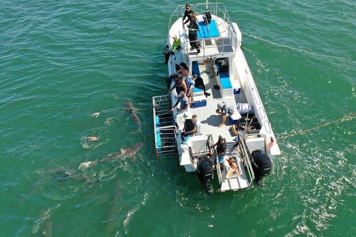 Simons Town Shark Cage Diving: Half-Day Great White Encounter photo 4