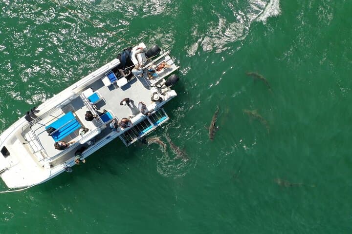 Simons Town Shark Cage Diving: Half-Day Great White Encounter photo 5