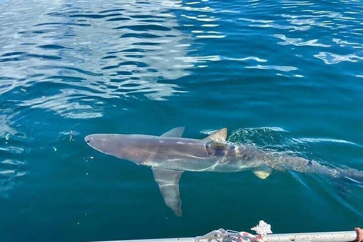 Simons Town Shark Cage Diving: Half-Day Great White Encounter photo 6