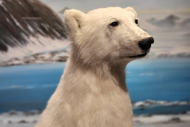 Guided Polar Bear Walk in Tromsø: Polaria & Polar Museum Tour