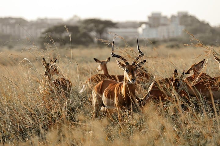 2-Day Safari to Ol Pejeta Conservancy: Big Five, Chimp Sanctuary & Sweetwaters photo 2