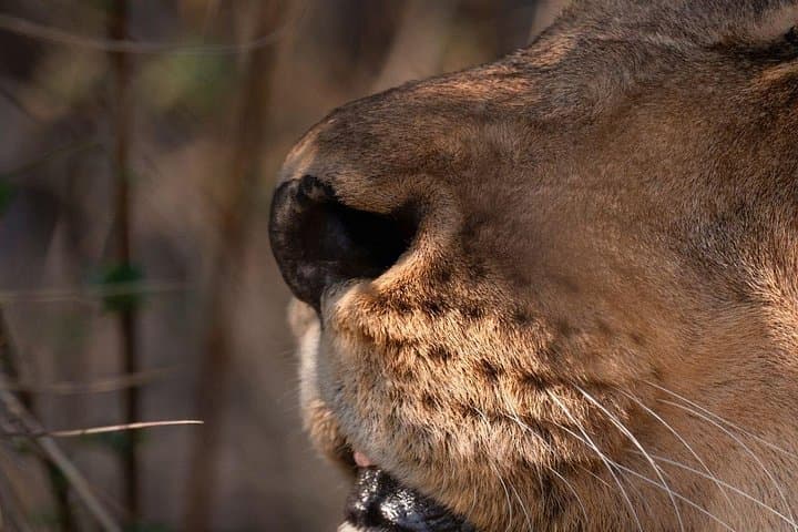 2-Day Safari to Ol Pejeta Conservancy: Big Five, Chimp Sanctuary & Sweetwaters photo 6