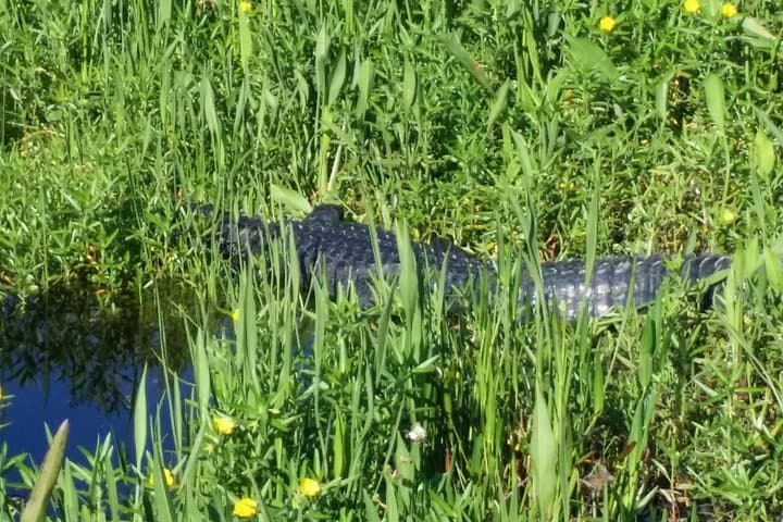 Orlando 1-Hour Eco Adventure: Scenic Wildlife Boat Cruise photo 2