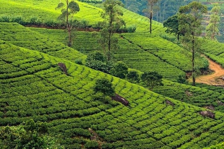 12-Day Sri Lanka Adventure: Culture, Nature & Beaches photo 3