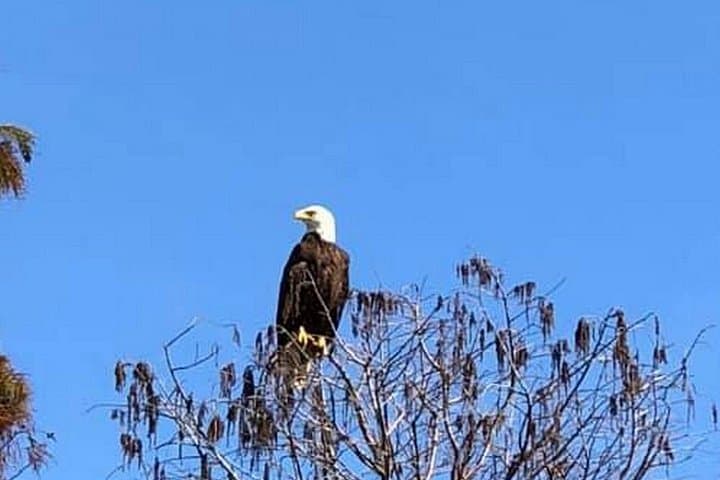 Orlando 1-Hour Eco Adventure: Scenic Wildlife Boat Cruise photo 3