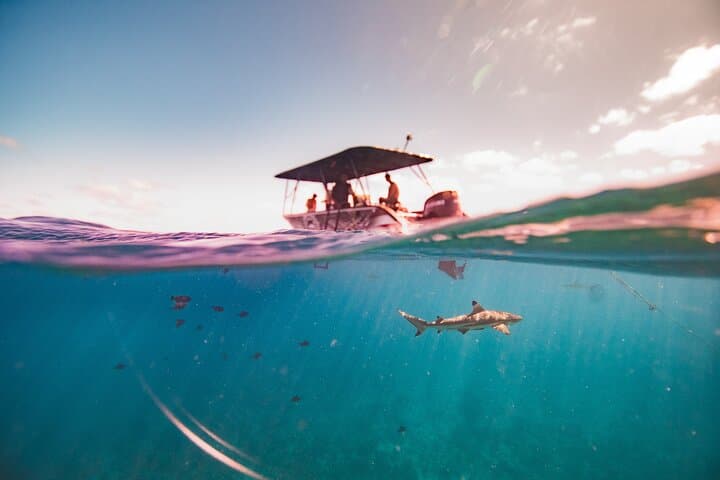 Bora Bora Full-Day Eco Snorkel and Motu BBQ Lunch photo 5