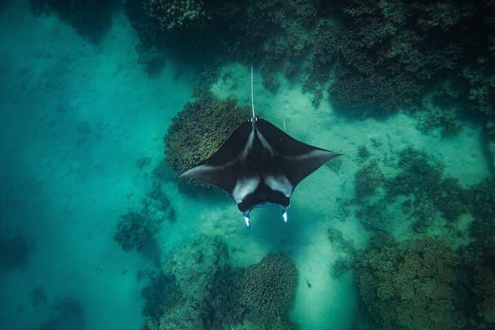 Bora Bora Full-Day Eco Snorkel and Motu BBQ Lunch photo 4