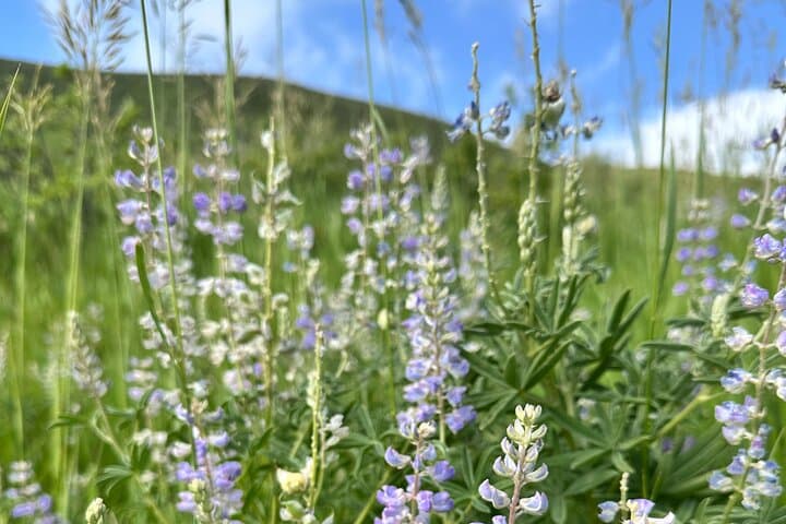 Private Half-Day Guided Hike and Curated Picnic from Denver — Red Rocks & Lookout Mountain photo 4