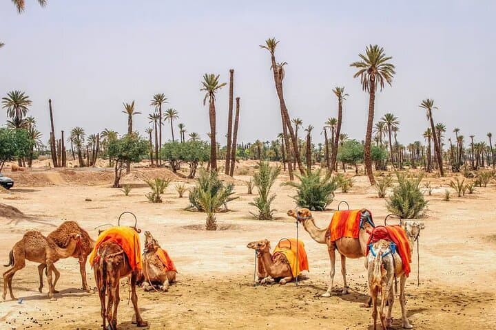 Camel Ride in the Palmeraie of Marrakech: Palm-Oasis Experience & Practical Guide photo 4