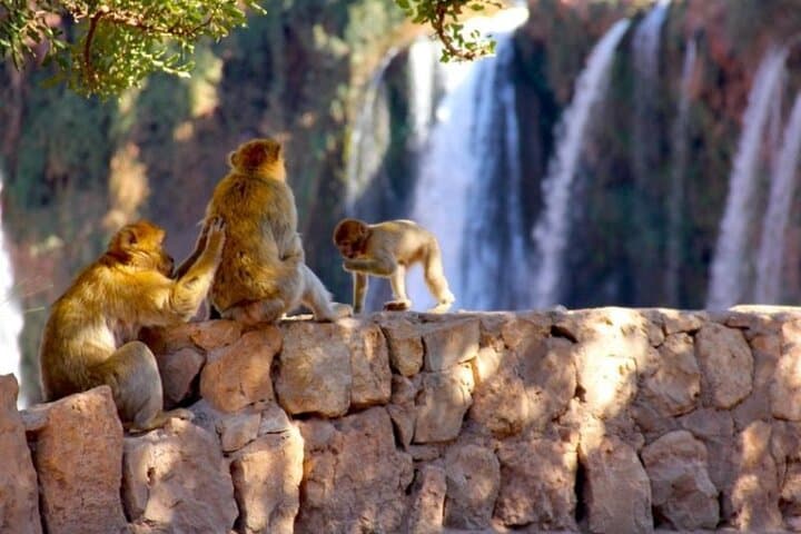 Full-Day Guided Tour to Ouzoud Waterfalls from Marrakech photo 2