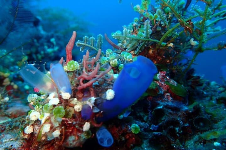 Beginner Scuba Dive in Nusa Dua — 25-Min Underwater Intro Without Certification photo 5