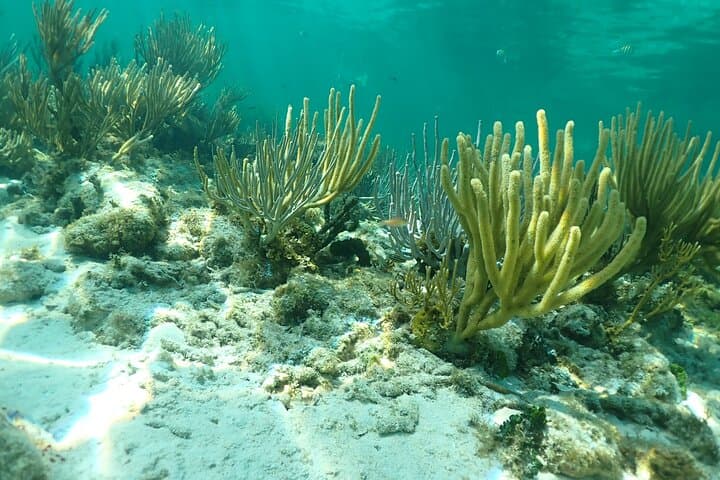 Stingray City Tour: Snorkel Coral Gardens, Starfish Point & 7 Mile Beach photo 3