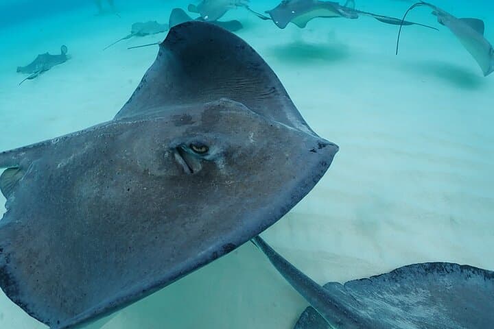 Stingray City Tour: Snorkel Coral Gardens, Starfish Point & 7 Mile Beach photo 4