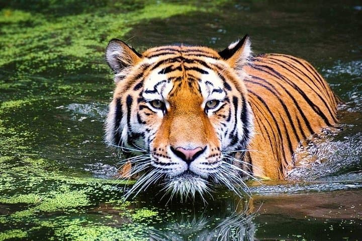 12-Day Rajasthan: Ranthambore Tigers, Taj Mahal Sunrise & Royal Cities photo 1