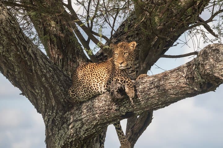 3-Day Serengeti & Ngorongoro Crater Wildlife Safari: Big Cats, Great Migration & Crater Game Drives