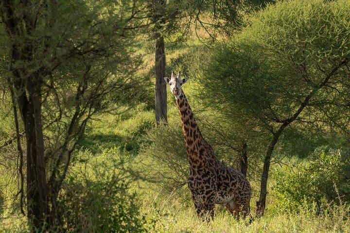 3-Day Serengeti & Ngorongoro Crater Wildlife Safari: Big Cats, Great Migration & Crater Game Drives photo 2