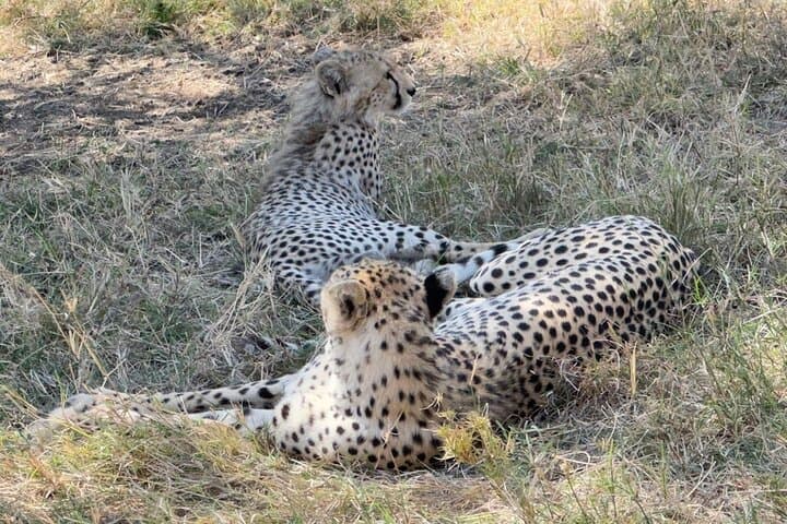 Private Serengeti & Ngorongoro: 5-Day Big Five Expedition from Arusha photo 3