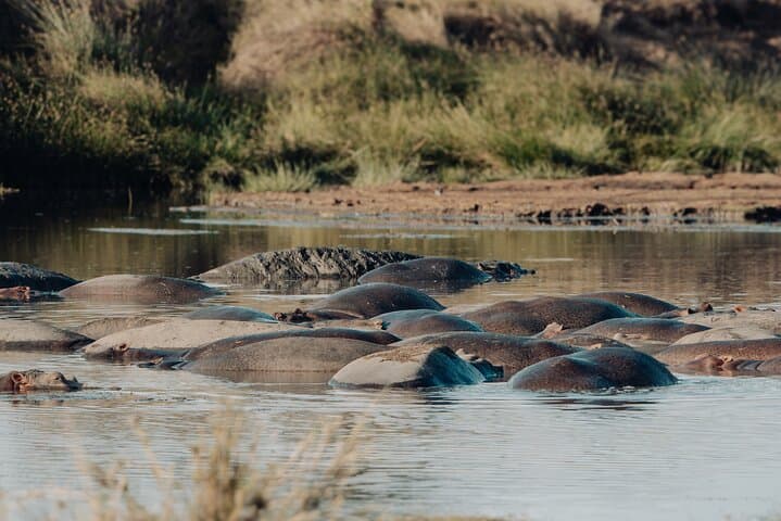 3-Day Serengeti & Ngorongoro Crater Wildlife Safari: Big Cats, Great Migration & Crater Game Drives photo 6