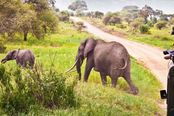 Hluhluwe & iSimangaliso 2-Day Safari from Durban — Big Five Game Drives & St Lucia Estuary Cruise photo 2