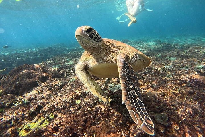 Blue Lagoon Snorkeling from Sanur or Ubud — Two-Spot Boat Tour with Lunch photo 2