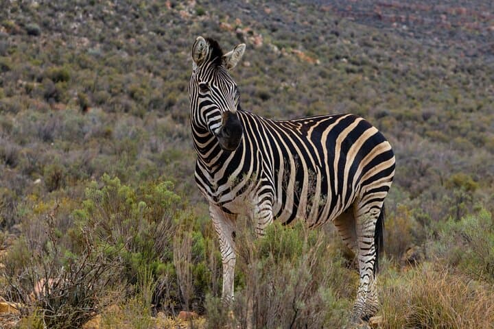 Big Five Safari at Aquila Private Game Reserve — Day Trip from Cape Town photo 2