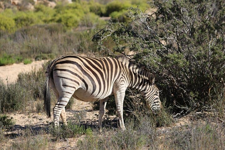 Big Five Safari at Aquila Private Game Reserve — Day Trip from Cape Town photo 6