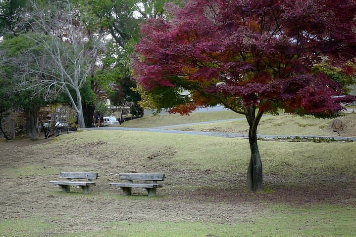 Full-Day Kyoto, Nara & Osaka Private Car Tour — Arashiyama, Kinkaku-ji & Nara Deer photo 3