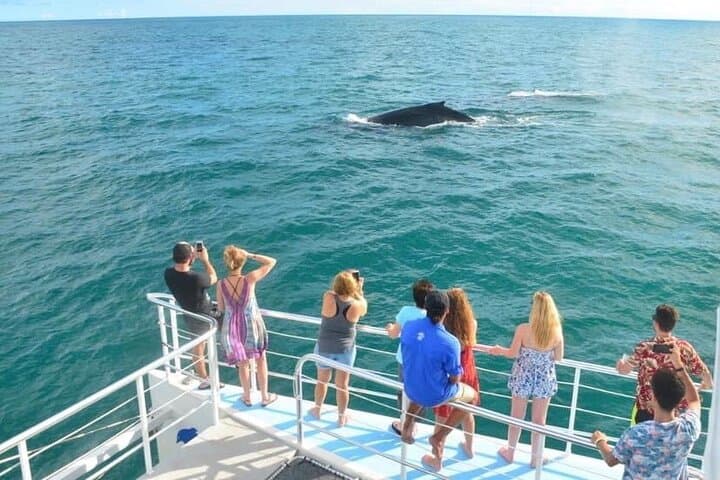 Tamarindo Sunset Catamaran: Snorkel with Dolphins, Turtles & Open-Bar Cruise photo 6