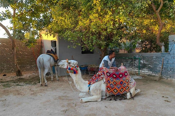 Sunset Motorboat to Banana Island: A Relaxing Nile Escape from Luxor photo 4