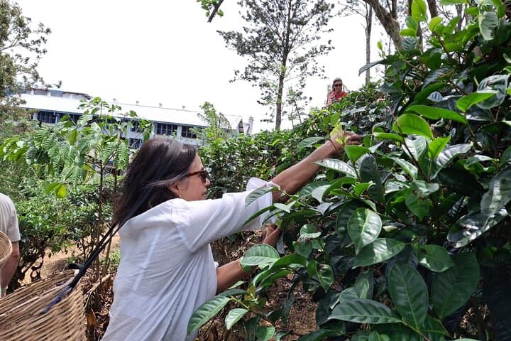 Ella in a Day: Nine Arch Bridge, Little Adam’s Peak, Tea Estate & Home Cooking photo 1