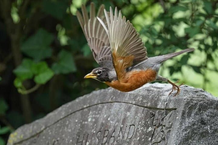 Hollywood Cemetery Hills and History: Guided Walking Tour Overlooking the James River photo 2
