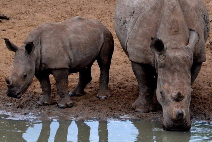 Hluhluwe-iMfolozi Full-Day Safari from Durban — Big Five & Rhino Conservation photo 3