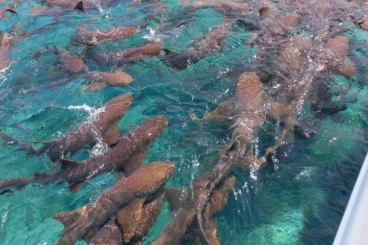 Private Half-Day Snorkel on the Belize Barrier Reef from San Pedro photo 3