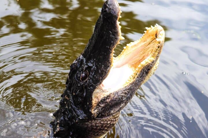 Private New Orleans Airboat Adventure in the Jean Lafitte Bayou photo 3