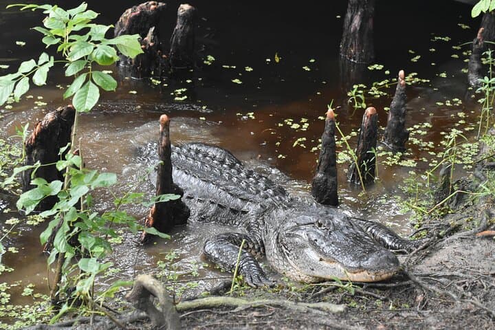Private New Orleans Airboat Adventure in the Jean Lafitte Bayou photo 6
