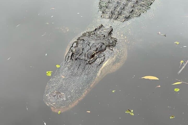 New Orleans Airboat Bayou Adventure: Six-Passenger Swamp Tour photo 2