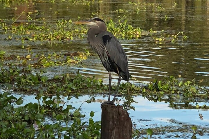 New Orleans Airboat Bayou Adventure: Six-Passenger Swamp Tour photo 3
