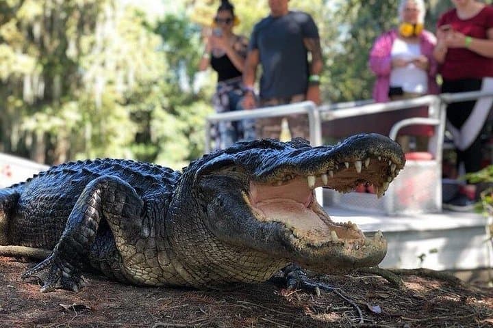 New Orleans Airboat Bayou Adventure: Six-Passenger Swamp Tour photo 4