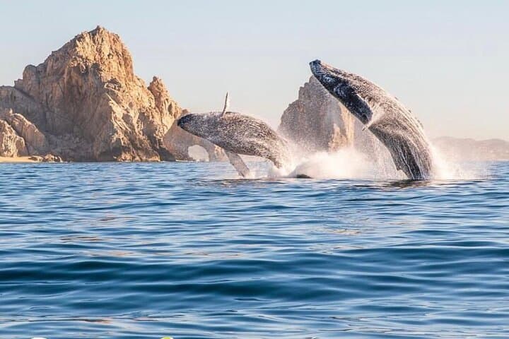 Cabo Whale Watching: Arch & Beach Cruise with Glass-Bottom Boat
