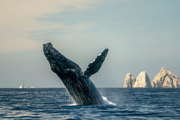 Cabo Whale Watching: Arch & Beach Cruise with Glass-Bottom Boat photo 3